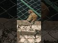 Monkey | बन्दर की चहल पहल #joy #kidsvideo #funny #trending #games #viralvideo #cartoon #shorts