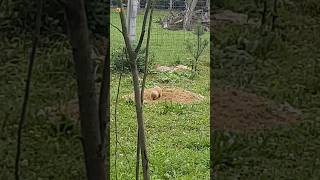 Groundhog Sounds (Groundhog Screaming)