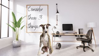 Can You Take Your Whippet To Work? *Home Office by Freddie The Whippet 911 views 3 months ago 5 minutes, 9 seconds