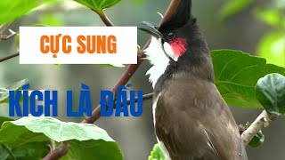 Luyện chào mào hót sáng | chào mào hót đấu - QUÁ HAY CĂNG CHÉ | kích bổi căng lửa hót, chao mao