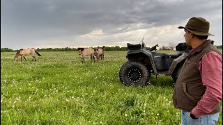 Ранчо на Урале/ Башкирская порода лошадей/ Аборигенная лошадь