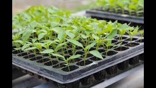 Garden Hack   Keep Your Seedlings From Dying When You Go Away