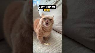 🤣 🤣 funny cats #shorts #funny #pets #cat #kitty #youtubeshorts
