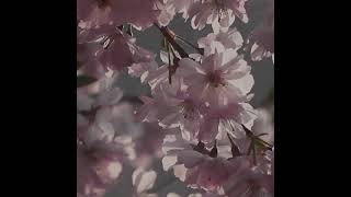 Desmoheart - CARBONVANI Ducati Panigale V4 Carbon Swingarm Guard