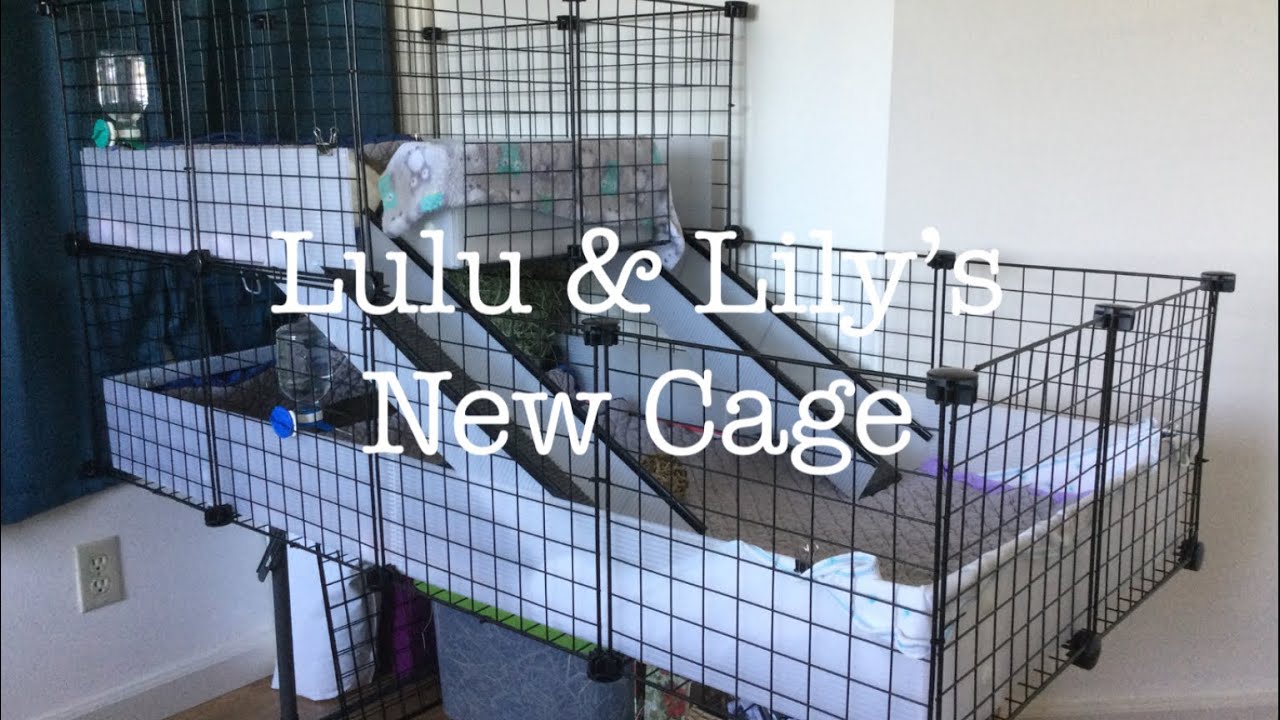 Happy Adoption Day! Guinea Pig Cages Store review YouTube