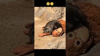 Download Lagu Punch Monkey Sad Moments | Punch monkey viral video #punchmonkey #punch MP3