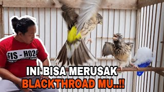 SIMAK 10 MENIT...⁉️ LANGSUNG BISA TERNAK BURUNG SUSAH INI..