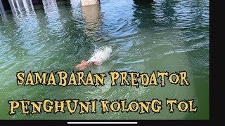 Mancing di kolong Tol Bali Mandara sarangnya predator Muara