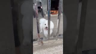 #shortvideo #cute #maltese #dog