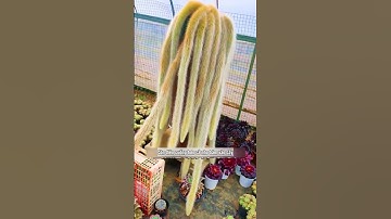 xương rồng đuôi hồ ly #caycanhphongthuy #caycanhdeban #caycanhmini #caykiengla #gionghoadep