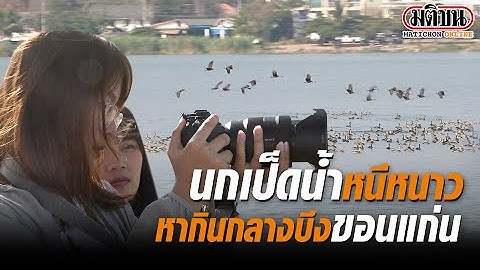 นกเป็ดน้ำหนีหนาวมาหากินกลางเมืองขอนแก่น