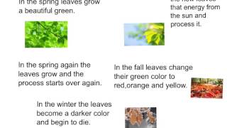 Deciduous Forest-5b
