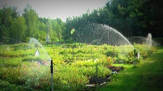 видео: Как правильно поливать голубику картинка: Как правильно поливать голубику