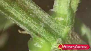 My Indoor Grow Part 3 in the 2x4x5 (adjusted for widescreen)