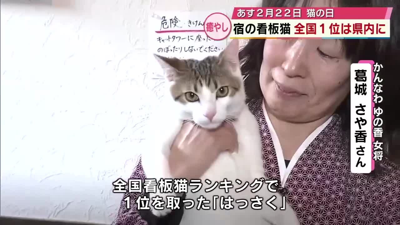 別府市の旅館の猫「全国看板猫ランキング」1位に輝く 見事な「人ったら 