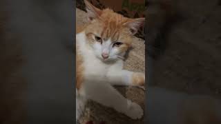 Cutest kitten video on YouTube! 1 week old kittens are out of control, mama knows best! Must see end