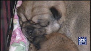 Woman Offers Puppy To Springfield Family Whose Dog Fudgey Was Killed By Coyote
