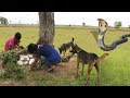 Smart Dogs Save Boys and Help Fight King Cobra - Battle Dogs Vs King Cobra