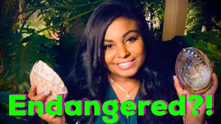Abalone! Facts, Endangerment, & The Future
