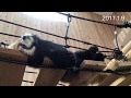 キラリとめいしゃん         鯖江市西山動物園 の動画、YouTube動画。