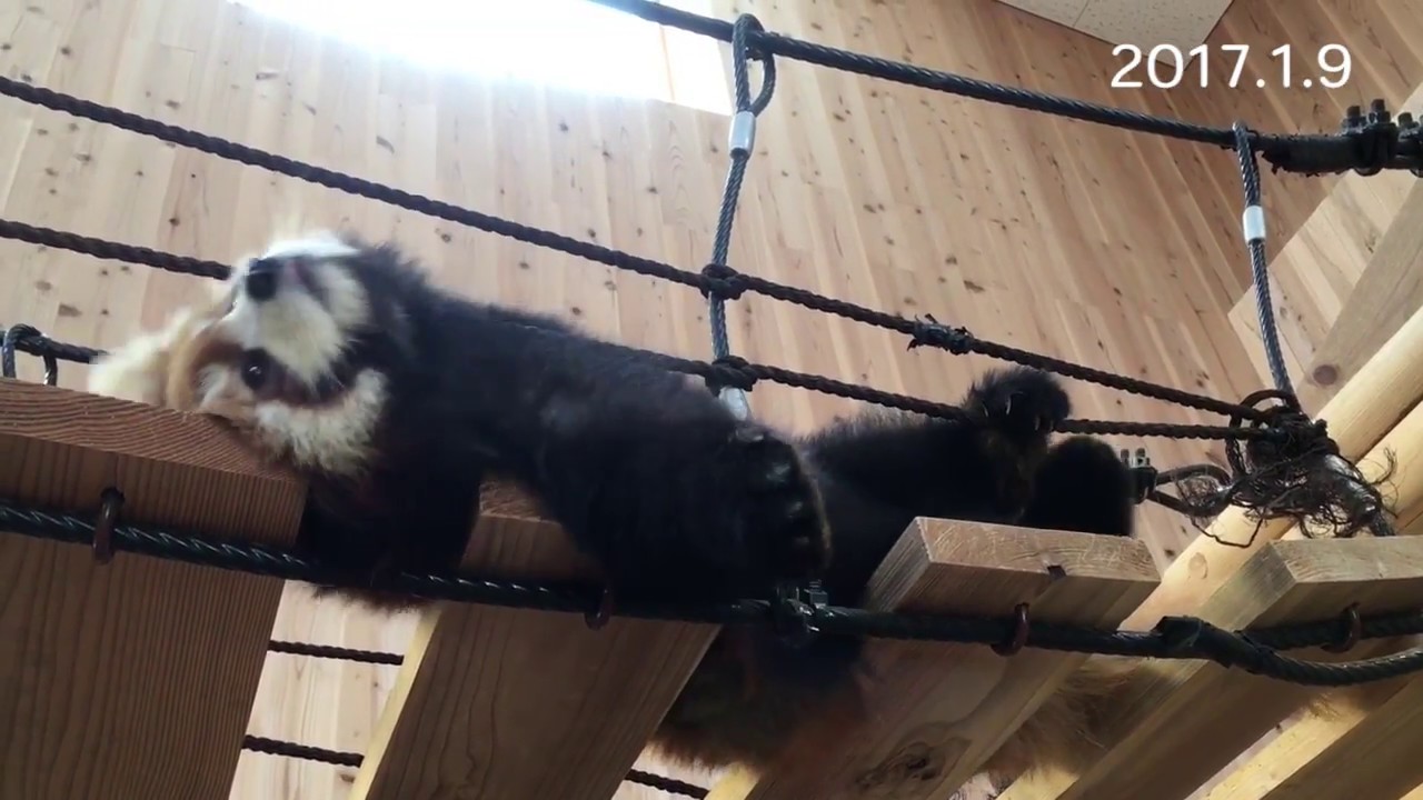 キラリとめいしゃん         鯖江市西山動物園