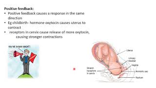 9 Science - L3 - Homeostasis negative and positive feedback