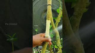 How to Graft Plants Like a Pro: The Stem Split Method