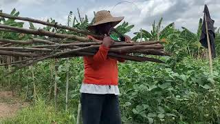 Another day in the farm with the family | Countryside life in the Philippines