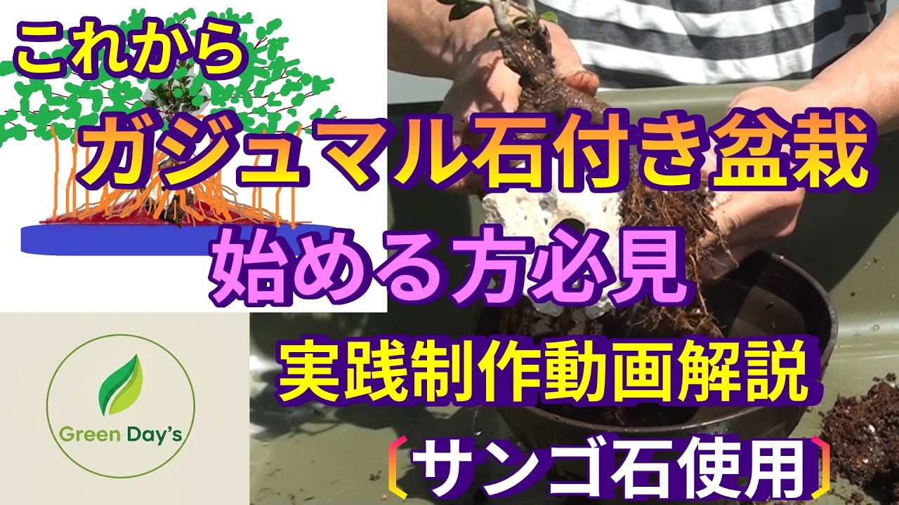 ガジュマル珊瑚石付き盆栽•持ち込み古い A Must-See for Beginners! Practical Guide to Gajumaru Bonsai with