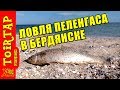 Ловля ПЕЛЕНГАСА в БЕРДЯНСКЕ!!!!