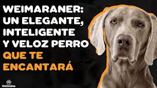 WEIMARANER: 9 COSAS que debe saber