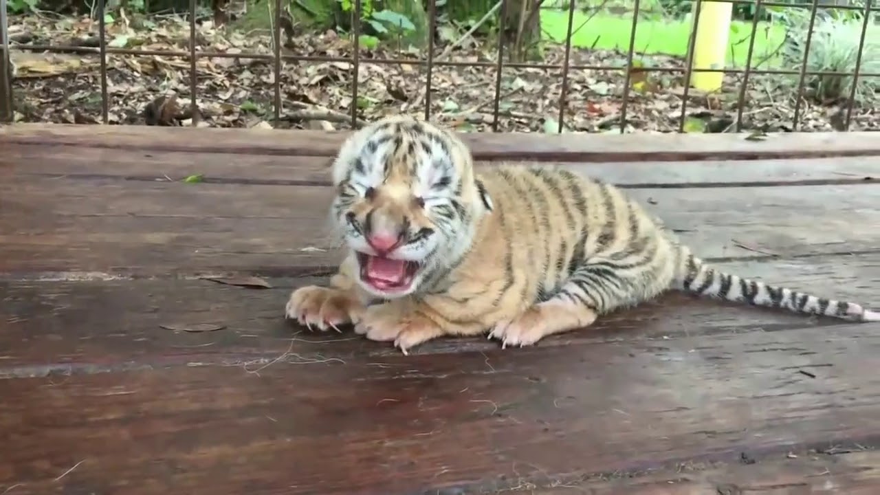Pertumbuhan Anak Macan - YouTube