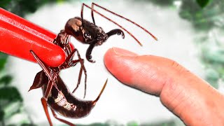 STUNG by a Trapjaw Ant! by Mark Vins   2,845 views 1 month ago 13 minutes, 57 seconds
