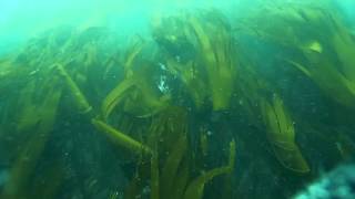Bizzie Drifting, a drift dive over the inner Bizzies