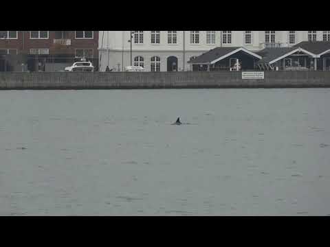 Video: Det Var Bare Der: Delfin, Delfin, Delfin