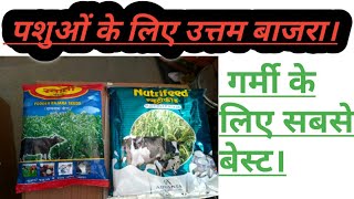 गाय- भैस के लिए सबसे बेस्ट बाजरा। बाजरे में सबसे अच्छी वैरायटी।