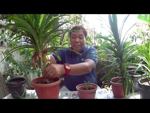 Video: Panda Ginger Plant Care - Paano Palaguin ang Panda Ginger Plants