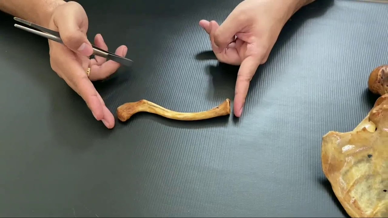 CLAVÍCULA - Anatomia do Sistema Ósseo
