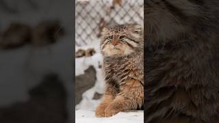 Maestro the Pallas's cat on the piano!  #pallascat #manul