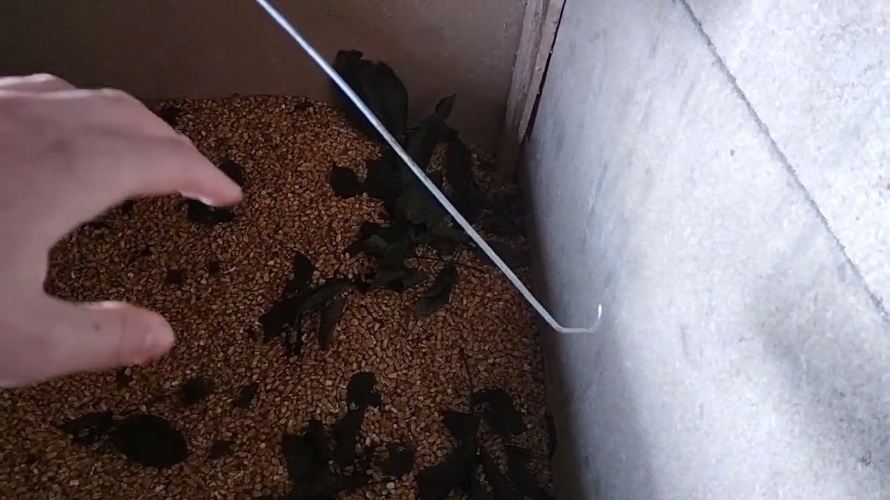 Cum depozitează cerealele grâiele În Hambar Explicați simple de depozitare!!!!!!