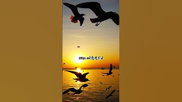 الشيخ احمد العجمي     سوره الانبياء