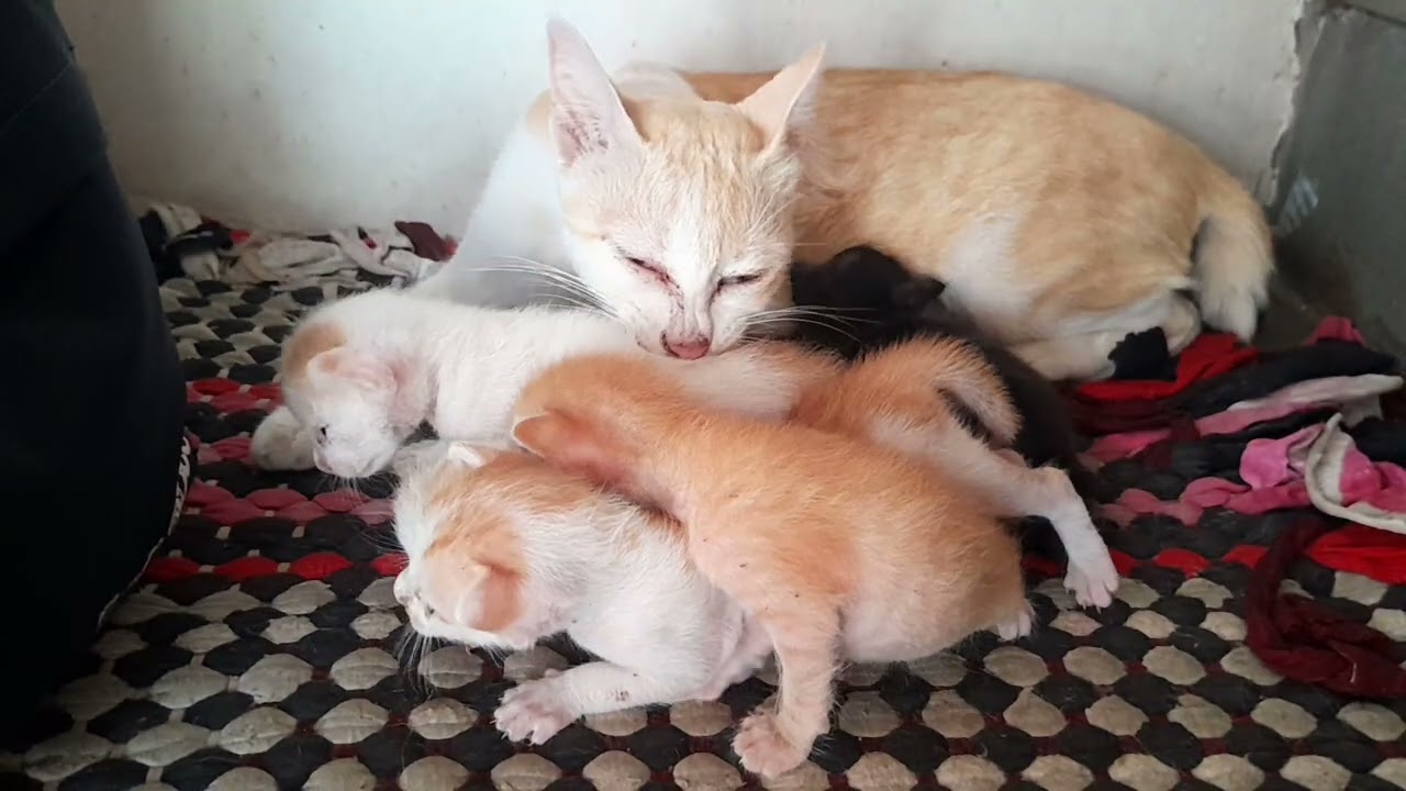 Adorable Kittens With Mom Cat, Cute Compilation