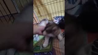 Night Night Babies Agouti Husky Husky Land Tv