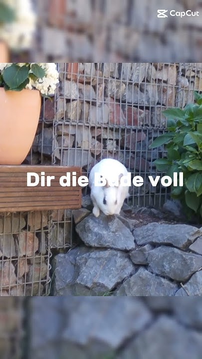 Ich kotz dir den Bude voll YouTube