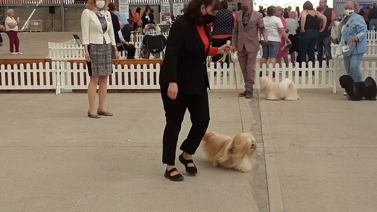 The Dog Challenge at Southern Counties