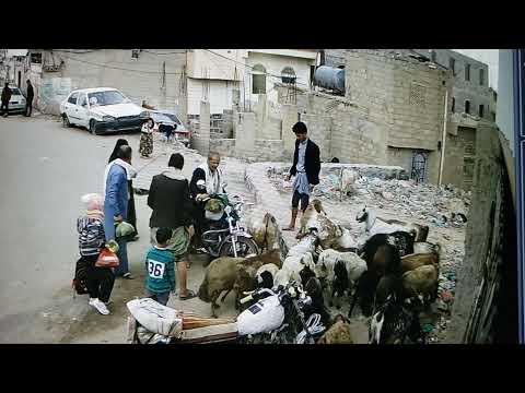 علي الشاحذي يتعرض لاعتداء غاشم من قبل الأغنام