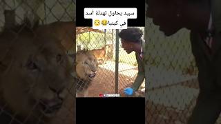سبيد يحاول تهدئة أسد في كينيا😂#ishowspeed #animals #حيوانات #africa #algerie #maroc #الجزائر #shorts