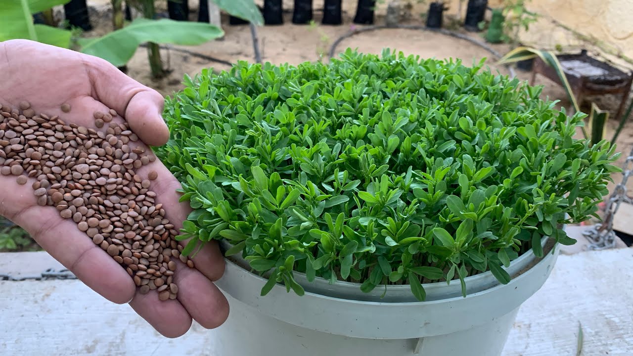 بذور موجودة بكل مطبخ بعد زراعتها بخمسة أيام بتكون بهذا الشكل🌿بتتاكل خضرا آو حصاد ولا تحتاج آي عناية