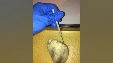 Biol 251 - Sheep Heart Dissection