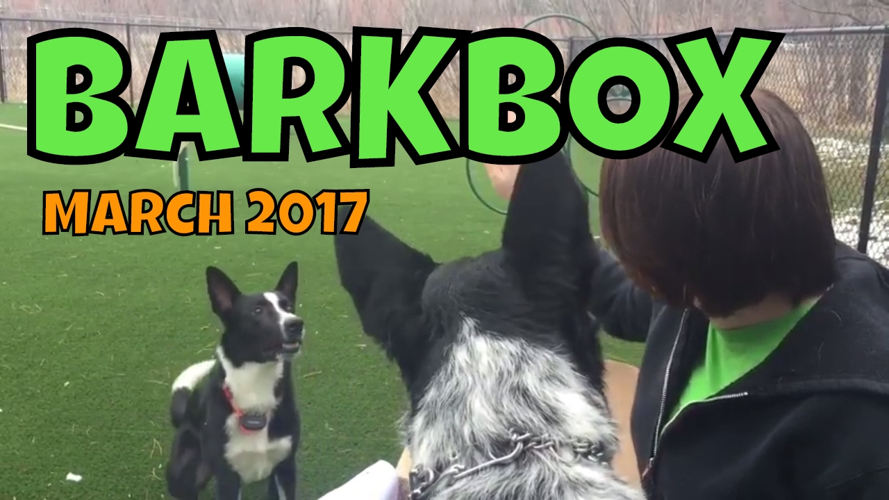 Barkbox March 2017 unboxing